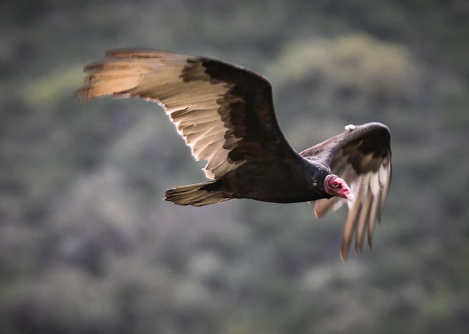 Vulture